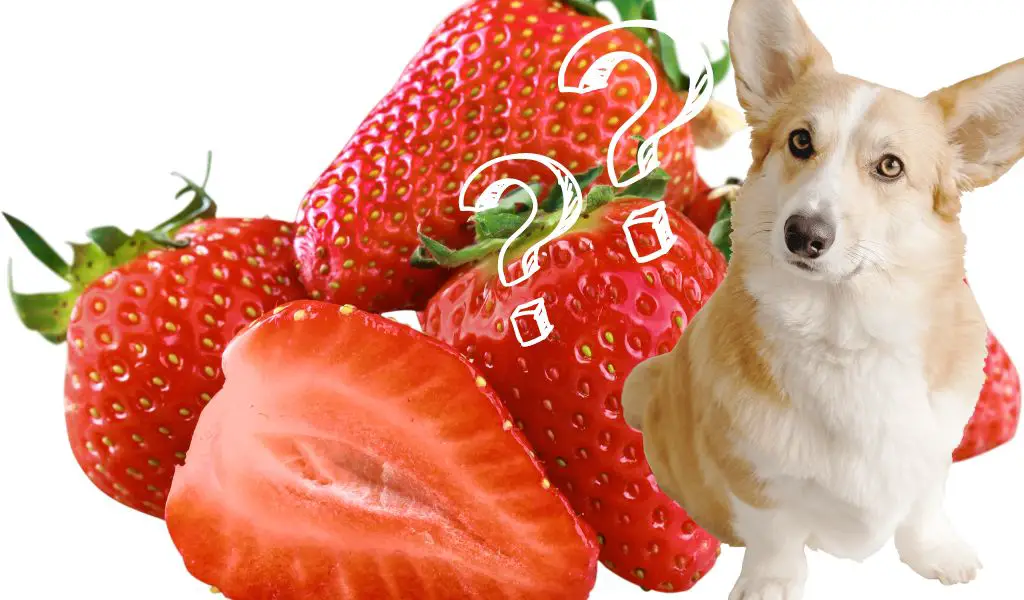 Können Hunde Erdbeeren essen?