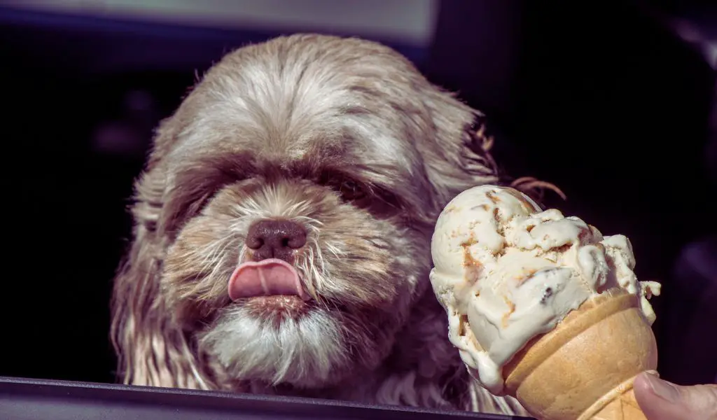 Können Hunde Eis essen?