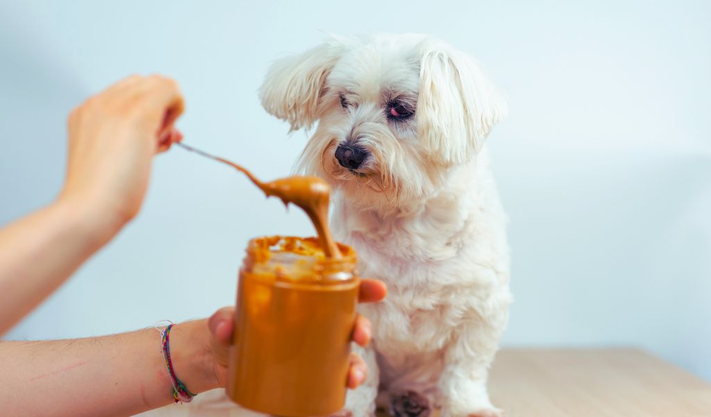 Können Hunde Erdnussbutter essen?