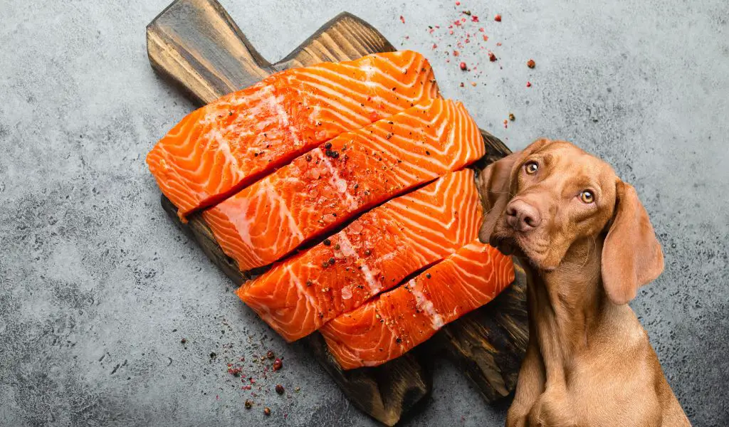 Können Hunde rohen Fisch essen?