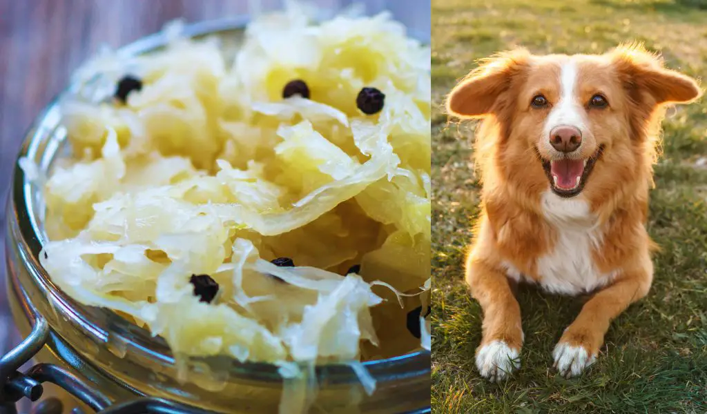 Können Hunde Sauerkraut essen?