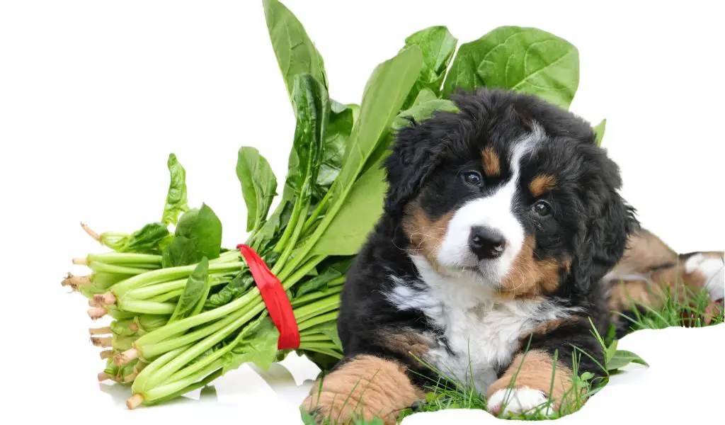 Können Hunde Spinat essen?