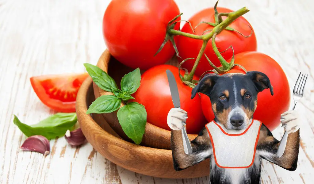 Können Hunde Tomaten essen?