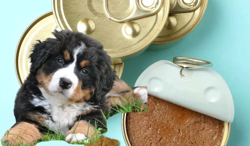 Können Hunde Katzenfutter essen?