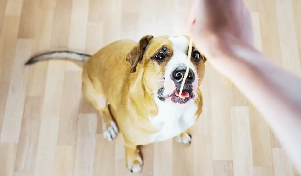 Können Hunde Spaghetti essen?