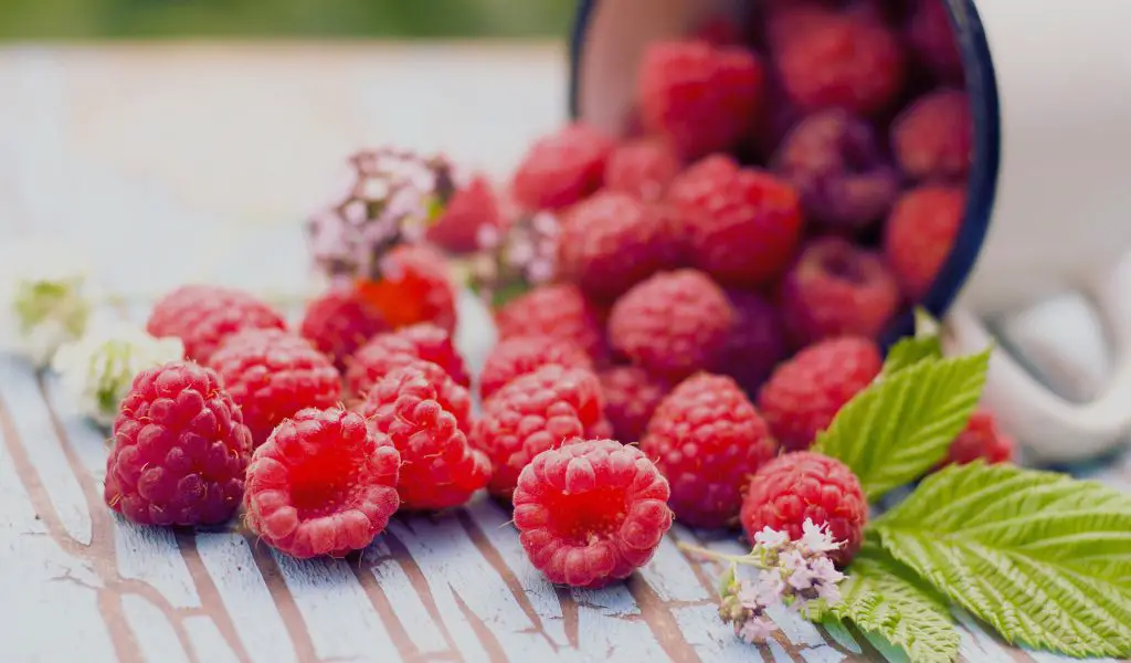 Dürfen Hunde Himbeeren essen?