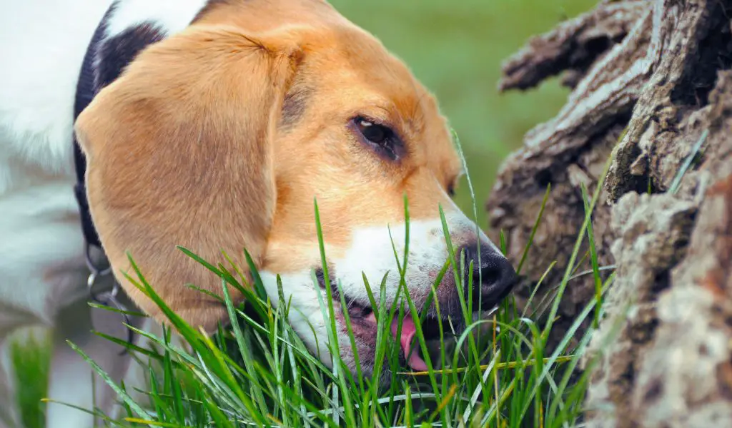 Können Hunde Gras fressen?