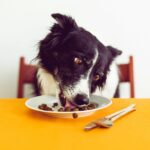 Wie oft sollten Sie Ihren Hund täglich füttern?