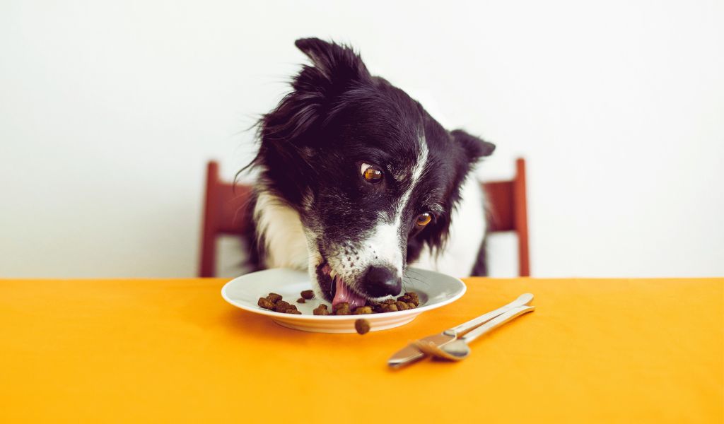Wie oft sollten Sie Ihren Hund täglich füttern?